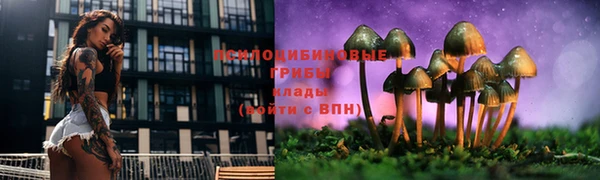 крисы Аркадак